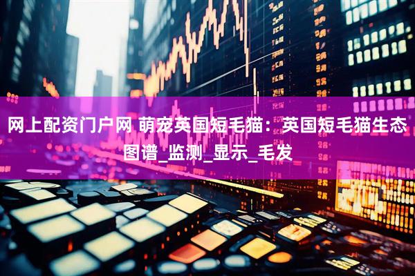 网上配资门户网 萌宠英国短毛猫：英国短毛猫生态图谱_监测_显示_毛发